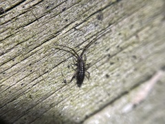 Paronellidae