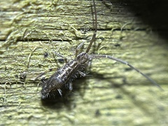 Paronellidae