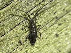 Paronellidae