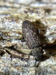 Zopheridae