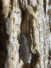 Zopheridae