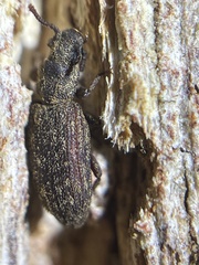 Zopheridae