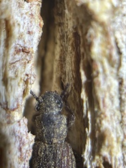 Zopheridae