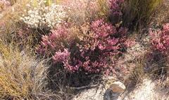 Erica inaequalis