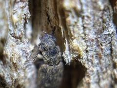 Zopheridae