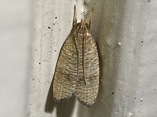 Black-fringed Leaftier Moth photo 5