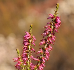 Erica inaequalis
