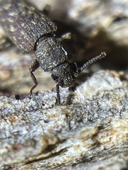 Zopheridae