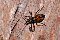 Austrovelinus varius