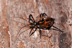 Austrovelinus varius