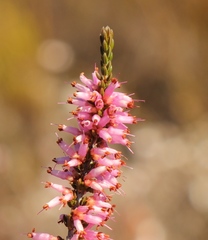 Erica inaequalis