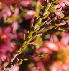 Erica inaequalis