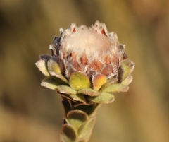 Leucadendron concavum
