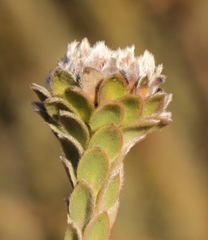 Leucadendron concavum