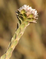 Leucadendron concavum