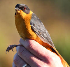 Cossypha dichroa dichroa