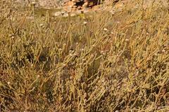 Leucadendron concavum