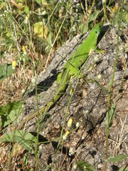 Lacerta trilineata major