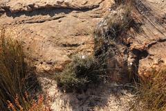 Gladiolus taubertianus