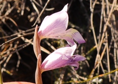 Gladiolus taubertianus