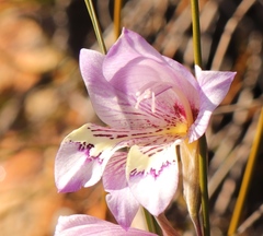 Gladiolus taubertianus