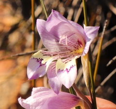 Gladiolus taubertianus
