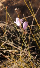Gladiolus taubertianus
