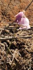 Gladiolus taubertianus