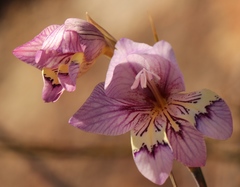 Gladiolus taubertianus