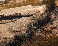 Gladiolus taubertianus
