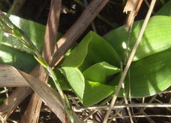 Colchicum eucomoides