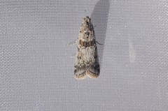 Ancylosis undulatella