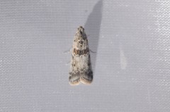 Ancylosis undulatella