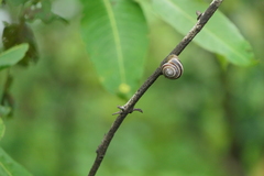 Gastropoda