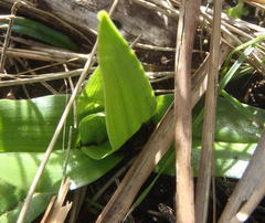Colchicum eucomoides
