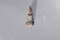 Ancylosis undulatella