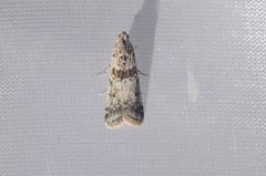 Ancylosis undulatella