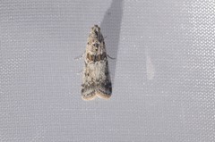 Ancylosis undulatella