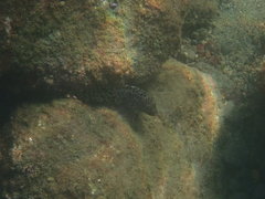 Epinephelus quoyanus