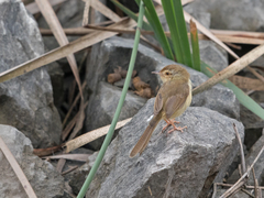 Prinia inornata extensicauda