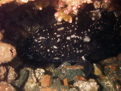 Epinephelus daemelii