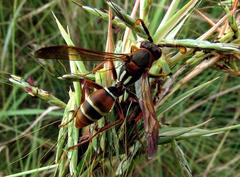 Polistes marginalis