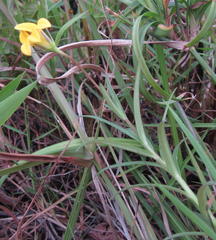 Monopsis stellarioides