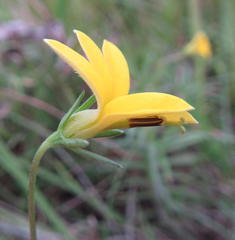 Monopsis stellarioides