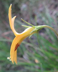 Monopsis stellarioides