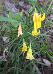 Monopsis stellarioides