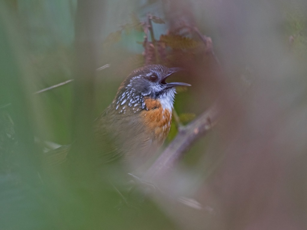 Spot-Necked Babbler