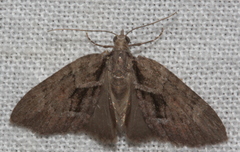 Microdes melanocausta