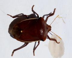 Basicryptus costalis