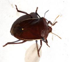 Basicryptus costalis